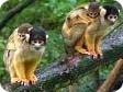 squirrel monkeys