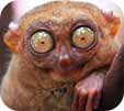 tarsiers
