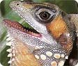 types of lizards