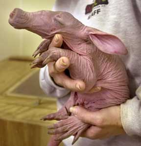 hairless newborn aardvark