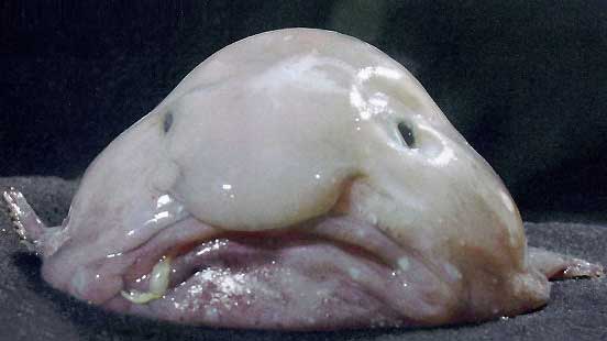 blobfish