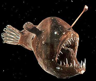 deap-sea-anglerfish.jpg