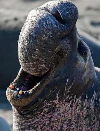 elephant seal