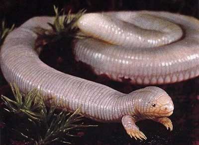 mexican mole lizard