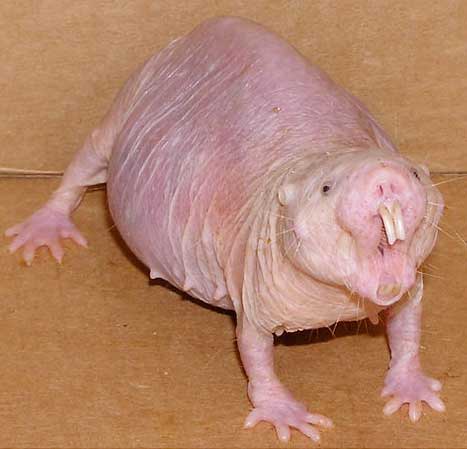 naked mole rat