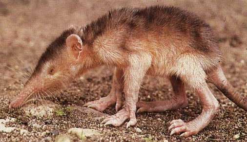 solenodon