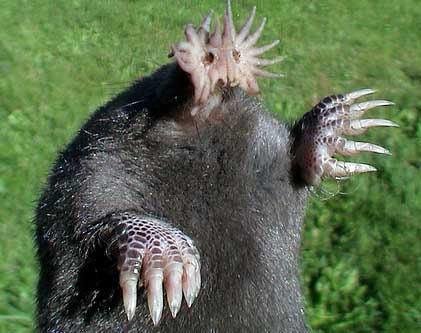 starnosed mole