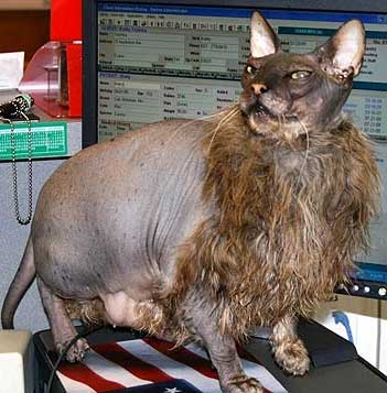 ugly animals in world. Ugly cat not overly concerned