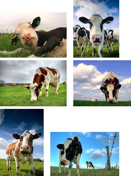 cow astrology cow
