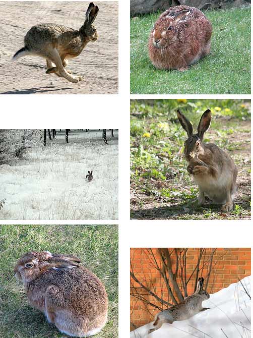 rabbit astrology rabbit