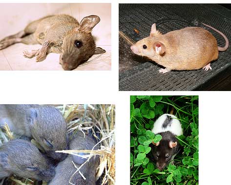 rat astrology rat