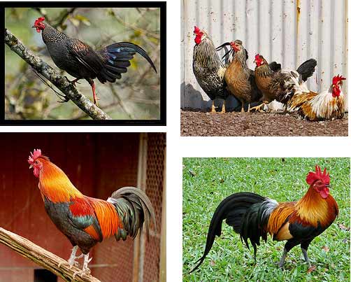 rooster astrology rooster