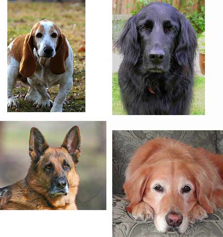 dog astrology dog