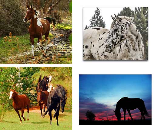 horse astrology horse