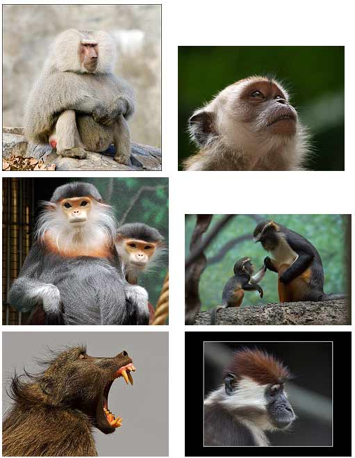 monkey astrology monkey