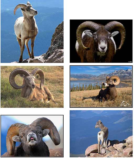 goat astrology goat