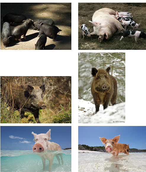 pig astrology pig