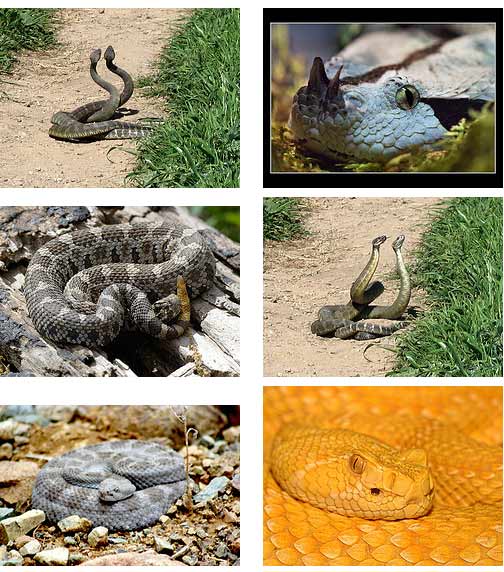 snake astrology snake