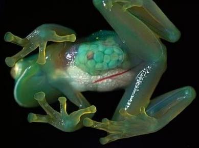 see-through-glass-frog.jpg