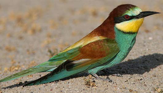 European Bee Eater Little Rainbow Bird Animal Pictures And