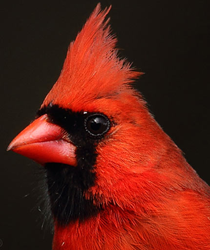 Northern Cardinal - Bright Red Fierce Defender | Animal Pictures and