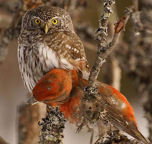 Eurasian Pygmy Owl Tiny Predator Out In The Cold Animal