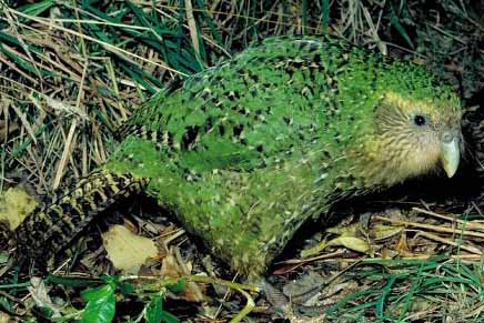 View Kakapo Bird PNG
