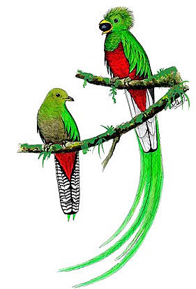 quetzal-male-female.jpg