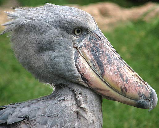 https://www.factzoo.com/sites/all/img/birds/shoebill/head-shoebill.jpg