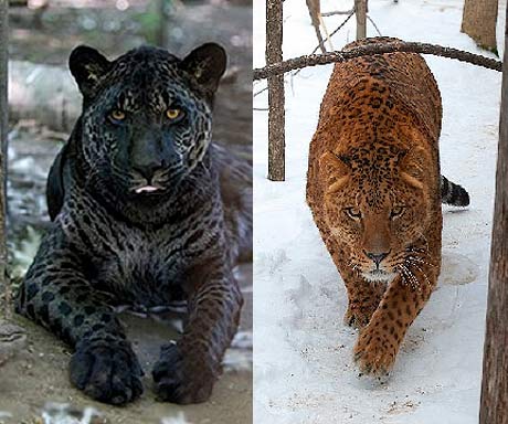 jaguar and tiger hybrids