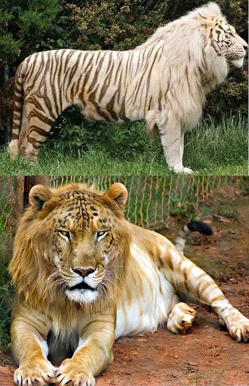 Top 10 (Plus) Hybrid Animals of the World | Animal Pictures and Facts