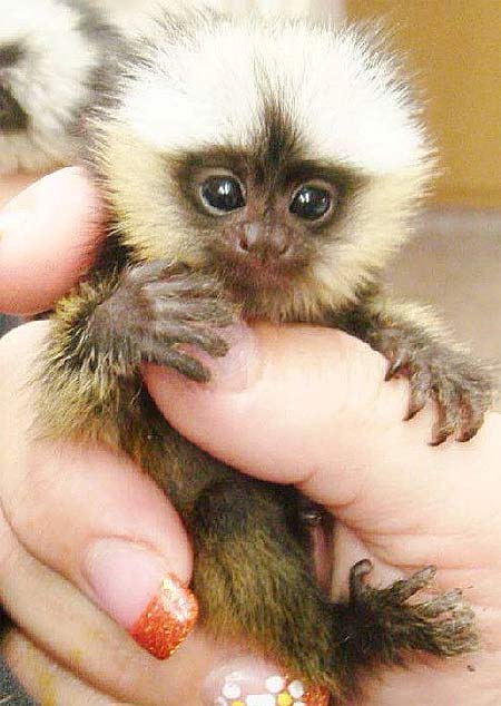 finger monkey grown