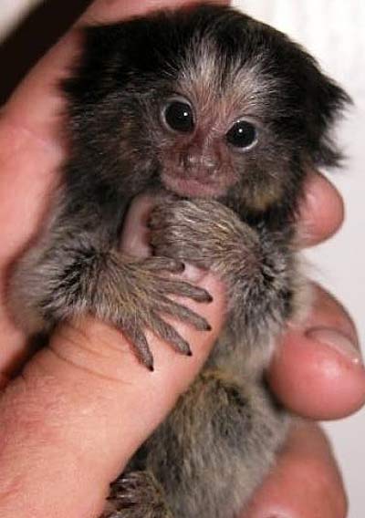 thumb sized monkey