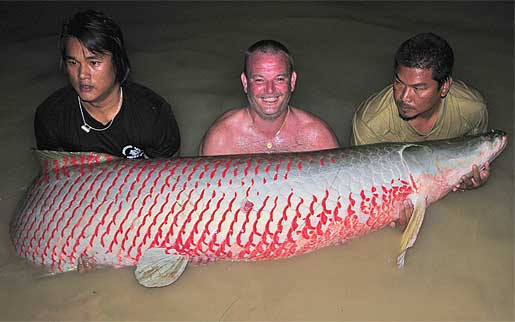Arapaima Ancient River Monster Animal Pictures And Facts Factzoo Com