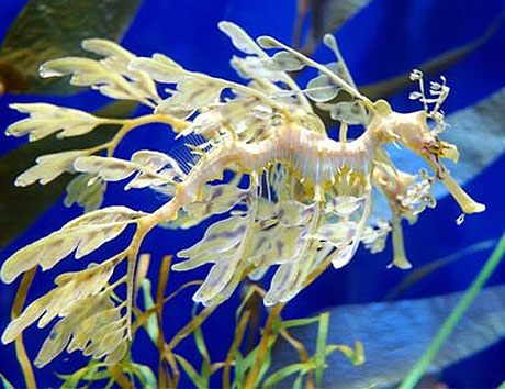 Sea Dragon Unbelievable Floating Specters Animal Pictures And