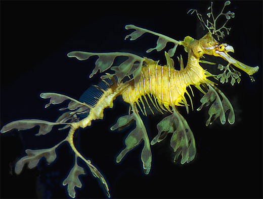 Sea Dragon Unbelievable Floating Specters Animal Pictures And