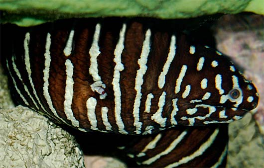 Zebra Moray Eel Handsome Stripes Toxic Bites Animal Pictures
