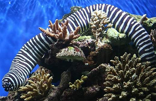 Zebra Moray Eel Handsome Stripes Toxic Bites Animal Pictures