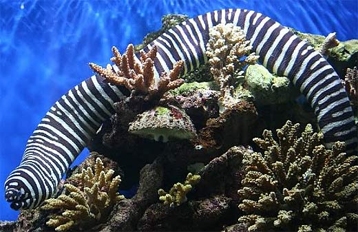 Zebra Moray Eel Handsome Stripes Toxic Bites Animal Pictures