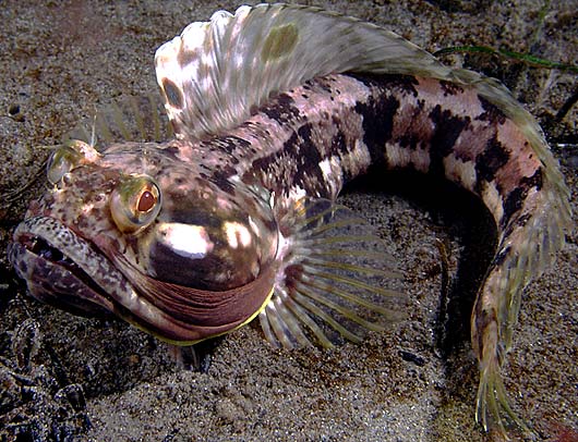 looking normal neoclinus