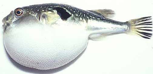 fugu blowfish fugu blowfish
