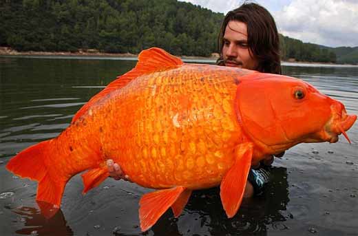 Koi Fish - Beautiful Pond Zen Fish | Animal Pictures and Facts