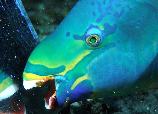 Parrot Fish – Misunderstood, or Miraculous Ocean Dwellers | Animal