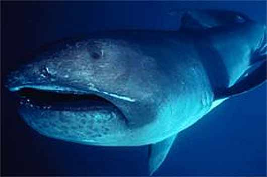 Megamouth Shark Rare Bizarre Looking Filter Feeder Animal