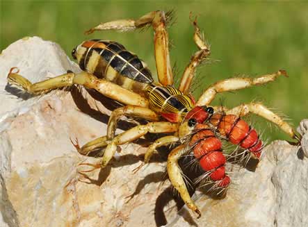 the biggest camel spider ever found