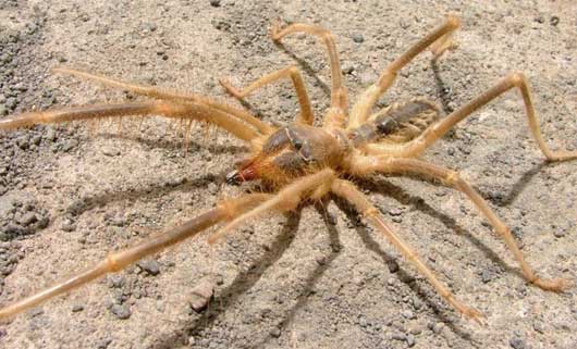 the biggest camel spider ever found