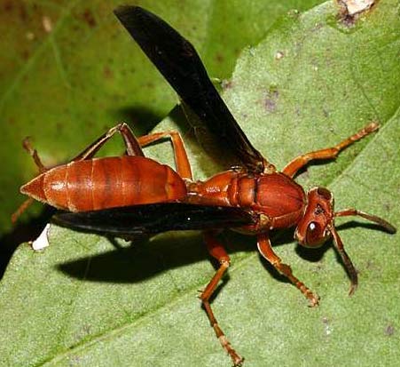 wasps red wasp insects carolina pest pests eats factzoo facts