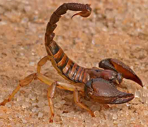 Arachnid - Eight-Legged Invertebrates | Animal Pictures ...