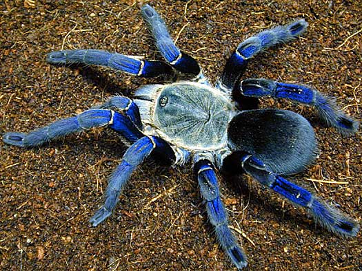 Tarantula - Big, Hairy, Scary Spider | Animal Pictures and ...