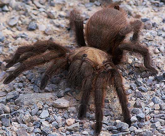 Tarantula Big Hairy Scary Spider Animal Pictures And Facts